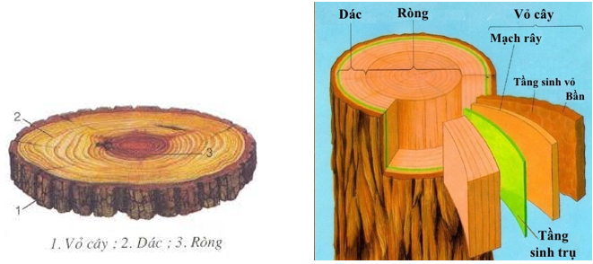 Lý thuyết Sinh học 6 Bài 16: Thân to ra do đâu? hay, chi tiết | Sinh học lớp 6