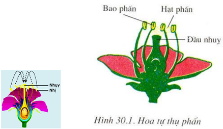 Lý thuyết Sinh học 6 Bài 30: Thụ phấn hay, chi tiết | Sinh học lớp 6