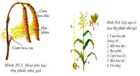 Lý thuyết Sinh học 6 Bài 30: Thụ phấn hay, chi tiết | Sinh học lớp 6