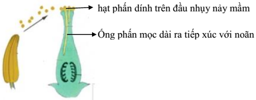 Lý thuyết Sinh học 6 Bài 31: Thụ tinh kết quả và tạo hóa hay, chi tiết | Sinh học lớp 6