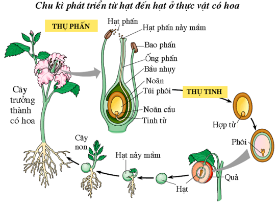 Lý thuyết Sinh học 6 Bài 31: Thụ tinh kết quả và tạo hóa hay, chi tiết | Sinh học lớp 6