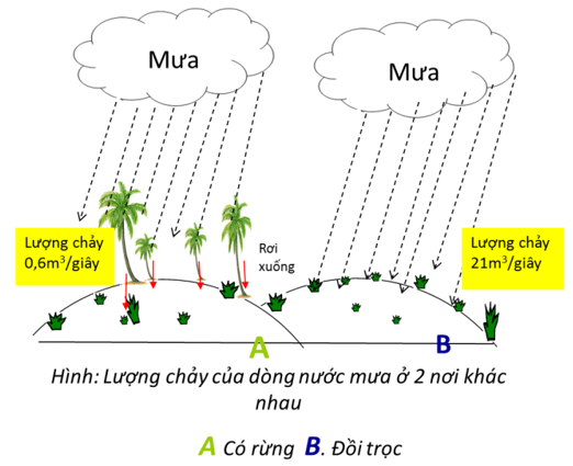 Lý thuyết Sinh học 6 Bài 47: Thực vật bảo vệ đất và nguồn nước hay, chi tiết | Sinh học lớp 6