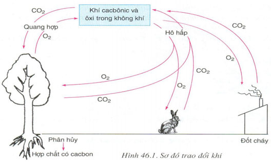 Lý thuyết Sinh học 6 Bài 46: Thực vật góp phần điều hòa khí hậu hay, chi tiết | Sinh học lớp 6