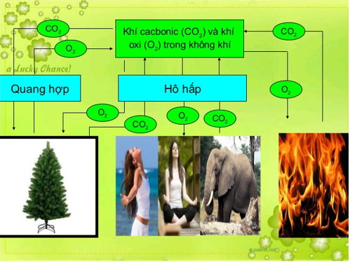 Lý thuyết Sinh học 6 Bài 46: Thực vật góp phần điều hòa khí hậu hay, chi tiết | Sinh học lớp 6