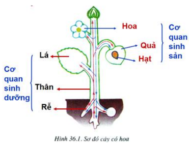 Lý thuyết Sinh học 6 Bài 36: Tổng kết về cây có hoa hay, chi tiết | Sinh học lớp 6