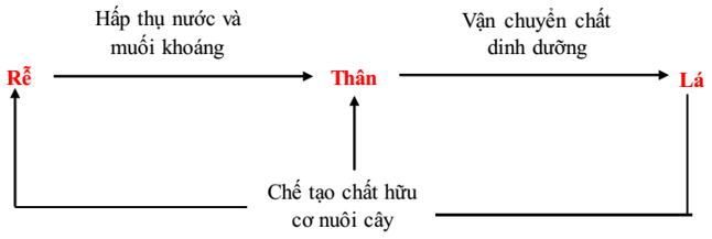 Lý thuyết Sinh học 6 Bài 36: Tổng kết về cây có hoa hay, chi tiết | Sinh học lớp 6