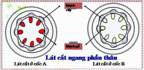 Lý thuyết Sinh học 6 Bài 17: Vận chuyển các chất trong thân hay, chi tiết | Sinh học lớp 6