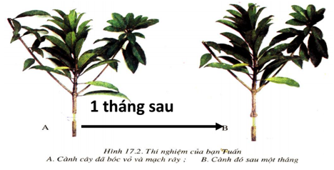 Lý thuyết Sinh học 6 Bài 17: Vận chuyển các chất trong thân hay, chi tiết | Sinh học lớp 6