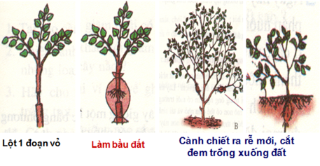 Lý thuyết, Trắc nghiệm Sinh học 6 Bài 17: Vận chuyển các chất trong thân hay, chi tiết | Sinh học lớp 6