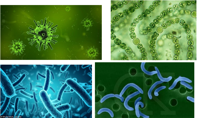 Lý thuyết Sinh học 6 Bài 50: Vi khuẩn hay, chi tiết | Sinh học lớp 6