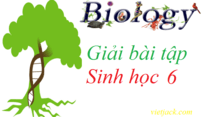 Giải bài tập Sinh học 6 | Để học tốt sinh học 6