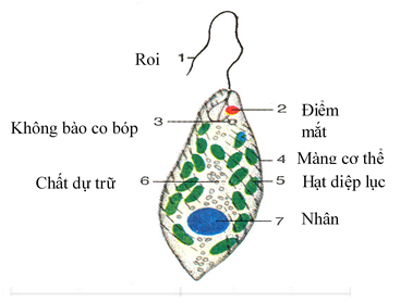 Giải bài 1 trang 13 sgk Sinh 7 | Để học tốt Sinh 7