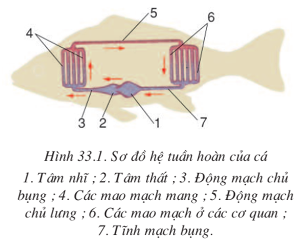 Lý thuyết Sinh học 7 Bài 33: Cấu tạo trong của cá chép hay, ngắn gọn