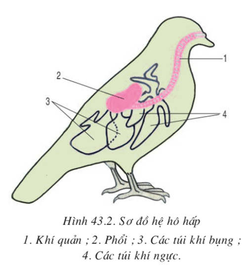 Lý thuyết Sinh học 7 Bài 43: Cấu tạo trong của chim bồ câu hay, ngắn gọn