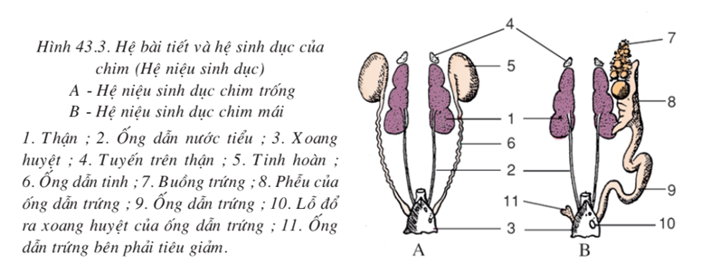 Lý thuyết Sinh học 7 Bài 43: Cấu tạo trong của chim bồ câu hay, ngắn gọn