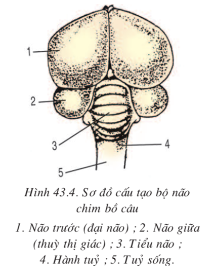 Lý thuyết Sinh học 7 Bài 43: Cấu tạo trong của chim bồ câu hay, ngắn gọn