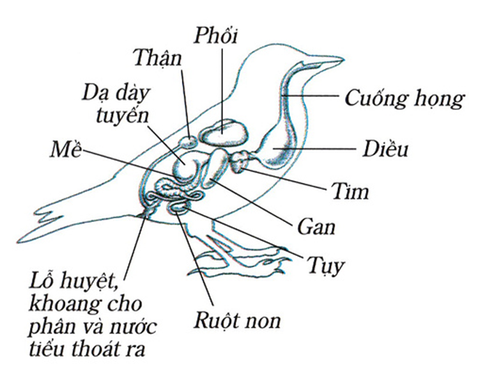 Lý thuyết Sinh học 7 Bài 43: Cấu tạo trong của chim bồ câu hay, ngắn gọn