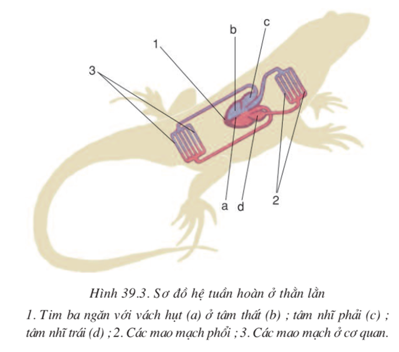 Lý thuyết Sinh học 7 Bài 39: Cấu tạo trong của thằn lằn hay, ngắn gọn