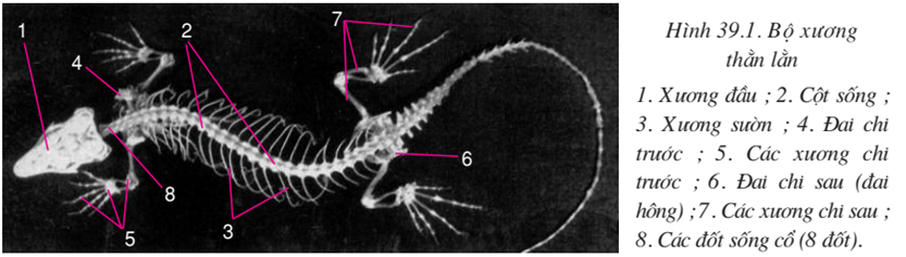 Lý thuyết Sinh học 7 Bài 39: Cấu tạo trong của thằn lằn hay, ngắn gọn