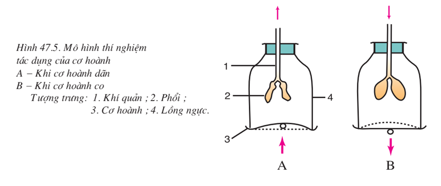 Lý thuyết Sinh học 7 Bài 47: Cấu tạo trong của thỏ hay, ngắn gọn