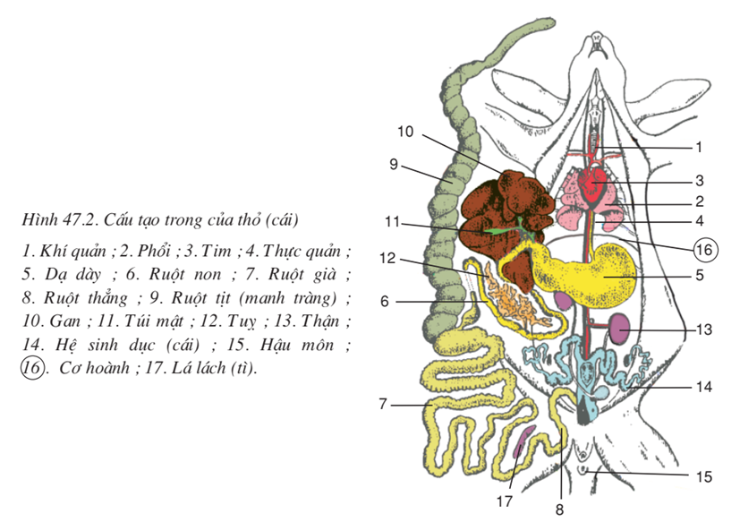 Lý thuyết Sinh học 7 Bài 47: Cấu tạo trong của thỏ hay, ngắn gọn