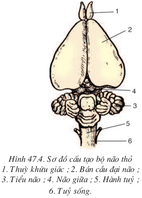 Lý thuyết Sinh học 7 Bài 47: Cấu tạo trong của thỏ hay, ngắn gọn