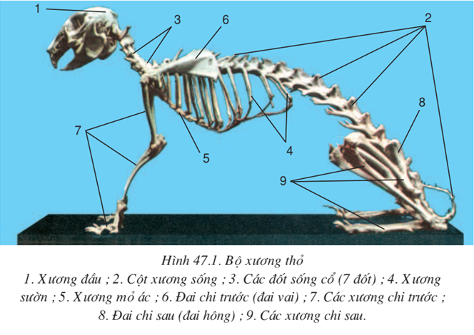 Lý thuyết Sinh học 7 Bài 47: Cấu tạo trong của thỏ hay, ngắn gọn