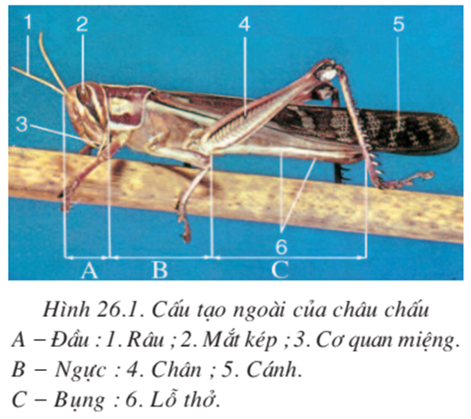 Lý thuyết Sinh học 7 Bài 26: Châu chấu hay, ngắn gọn