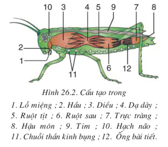 Lý thuyết Sinh học 7 Bài 26: Châu chấu hay, ngắn gọn