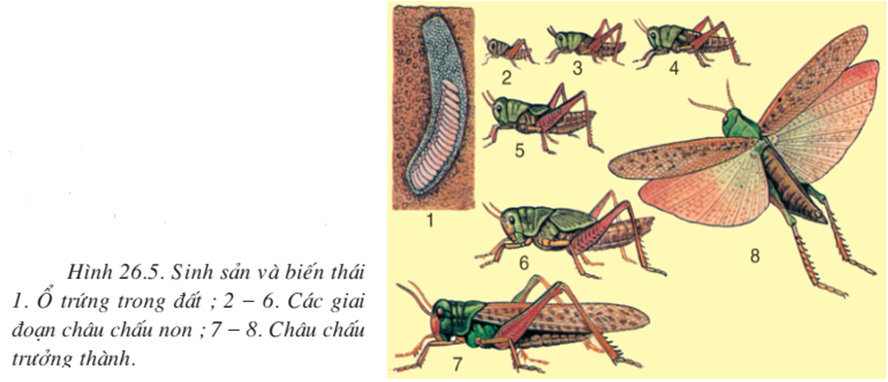 Lý thuyết Sinh học 7 Bài 26: Châu chấu hay, ngắn gọn