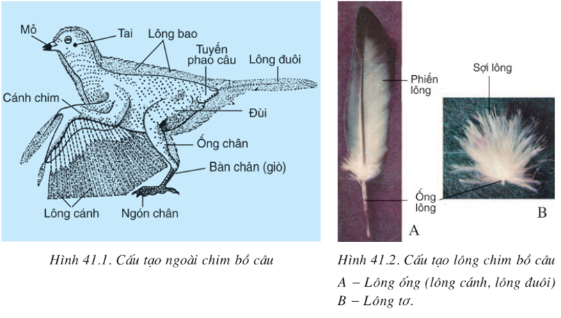 Lý thuyết Sinh học 7 Bài 41: Chim bồ câu hay, ngắn gọn