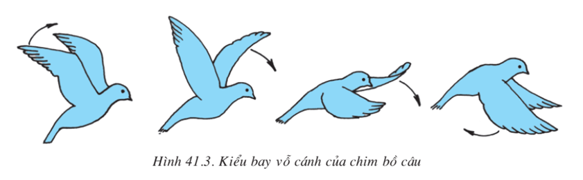 Lý thuyết Sinh học 7 Bài 41: Chim bồ câu hay, ngắn gọn