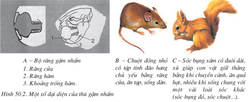 Lý thuyết Sinh học 7 Bài 50: Đa dạng của lớp thú bộ ăn sâu bọ, bộ gặm nhấm, bộ ăn thịt hay, ngắn gọn