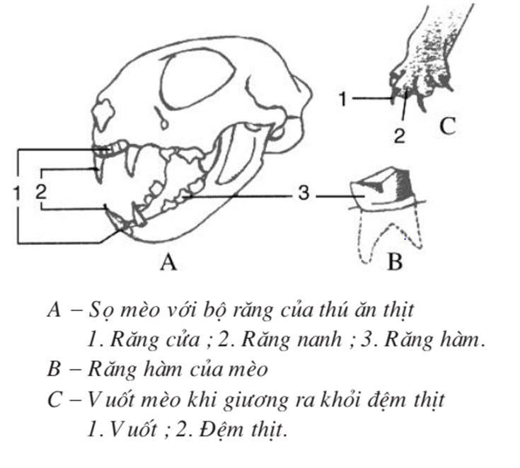 Lý thuyết Sinh học 7 Bài 50: Đa dạng của lớp thú bộ ăn sâu bọ, bộ gặm nhấm, bộ ăn thịt hay, ngắn gọn