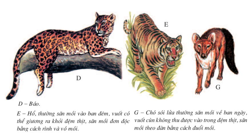 Lý thuyết Sinh học 7 Bài 50: Đa dạng của lớp thú bộ ăn sâu bọ, bộ gặm nhấm, bộ ăn thịt hay, ngắn gọn