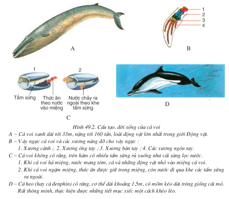 Lý thuyết Sinh học 7 Bài 49: Đa dạng của lớp thú bộ dơi và bộ cá voi hay, ngắn gọn