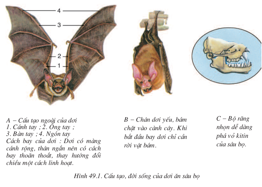 Lý thuyết Sinh học 7 Bài 49: Đa dạng của lớp thú bộ dơi và bộ cá voi hay, ngắn gọn