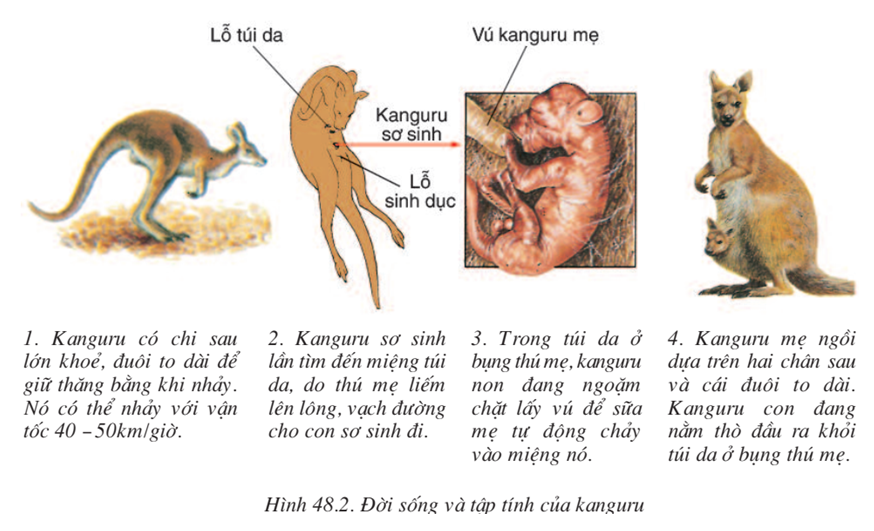 Lý thuyết Sinh học 7 Bài 48: Đa dạng của lớp Thú. Bộ Thú huyệt, bộ Thú túi hay, ngắn gọn