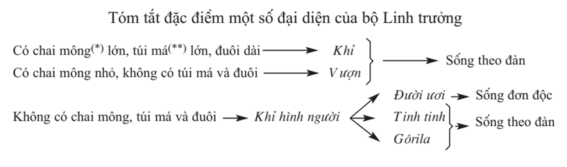 Lý thuyết Sinh học 7 Bài 51: Đa dạng của lớp thú các bộ móng guốc và bộ linh trưởng hay, ngắn gọn