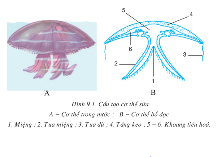 Lý thuyết Sinh học 7 Bài 9: Đa dạng của ngành Ruột khoang hay, ngắn gọn