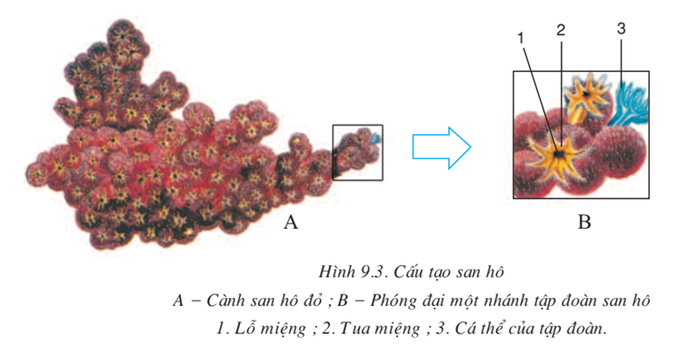 Lý thuyết Sinh học 7 Bài 9: Đa dạng của ngành Ruột khoang hay, ngắn gọn