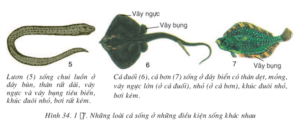 Lý thuyết Sinh học 7 Bài 34: Đa dạng và đặc điểm chung của các lớp Cá hay, ngắn gọn