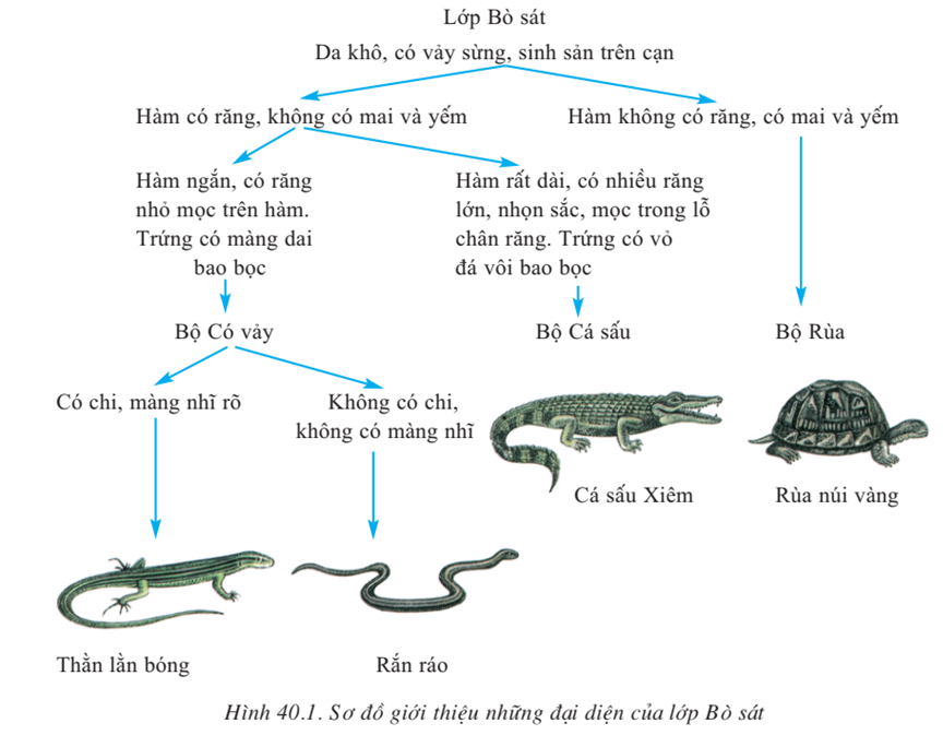 Lý thuyết Sinh học 7 Bài 40: Đa dạng và đặc điểm chung của lớp Bò sát hay, ngắn gọn