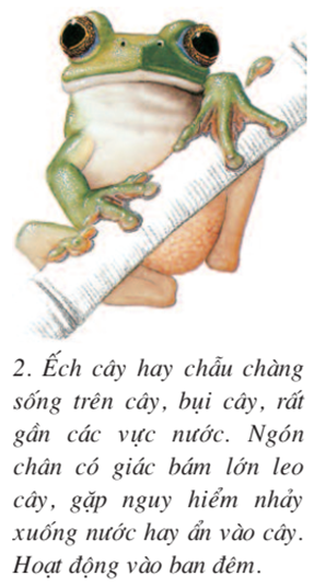 Lý thuyết Sinh học 7 Bài 37: Đa dạng và đặc điểm chung của lớp lưỡng cư hay, ngắn gọn