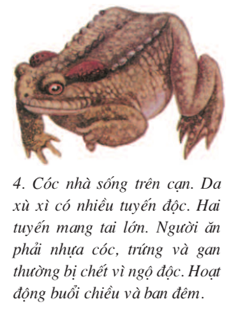 Lý thuyết Sinh học 7 Bài 37: Đa dạng và đặc điểm chung của lớp lưỡng cư hay, ngắn gọn