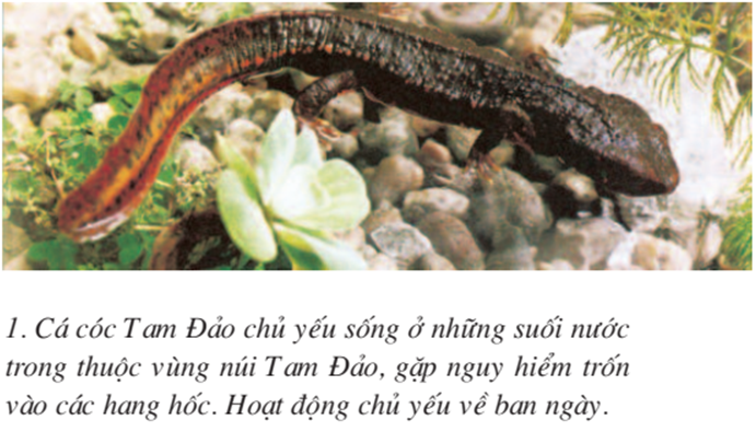 Lý thuyết Sinh học 7 Bài 37: Đa dạng và đặc điểm chung của lớp lưỡng cư hay, ngắn gọn