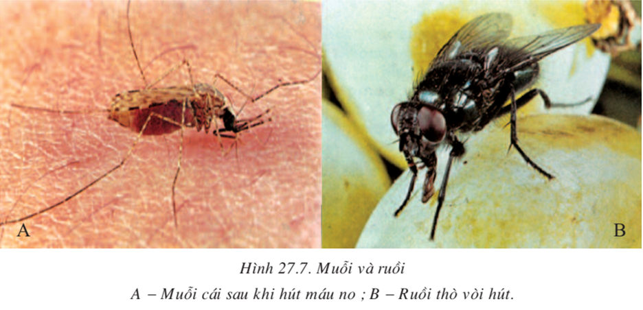 Lý thuyết Sinh học 7 Bài 27: Đa dạng và đặc điểm chung của lớp Sâu bọ hay, ngắn gọn