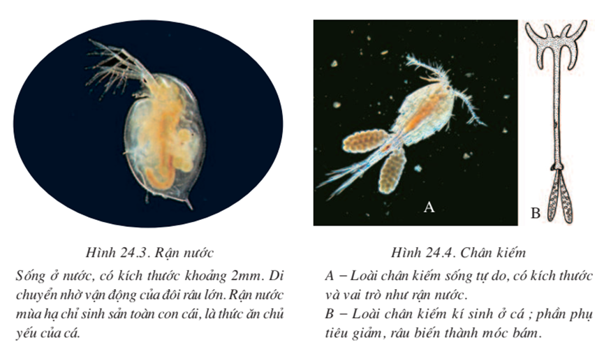 Lý thuyết Sinh học 7 Bài 24: Đa dạng và vai trò của lớp Giáp xác hay, ngắn gọn