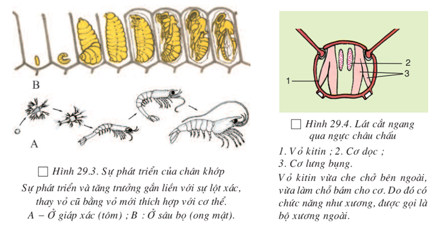 Lý thuyết Sinh học 7 Bài 29: Đặc điểm chung và vai trò của ngành Chân khớp hay, ngắn gọn