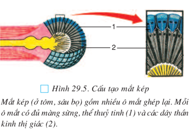 Lý thuyết Sinh học 7 Bài 29: Đặc điểm chung và vai trò của ngành Chân khớp hay, ngắn gọn